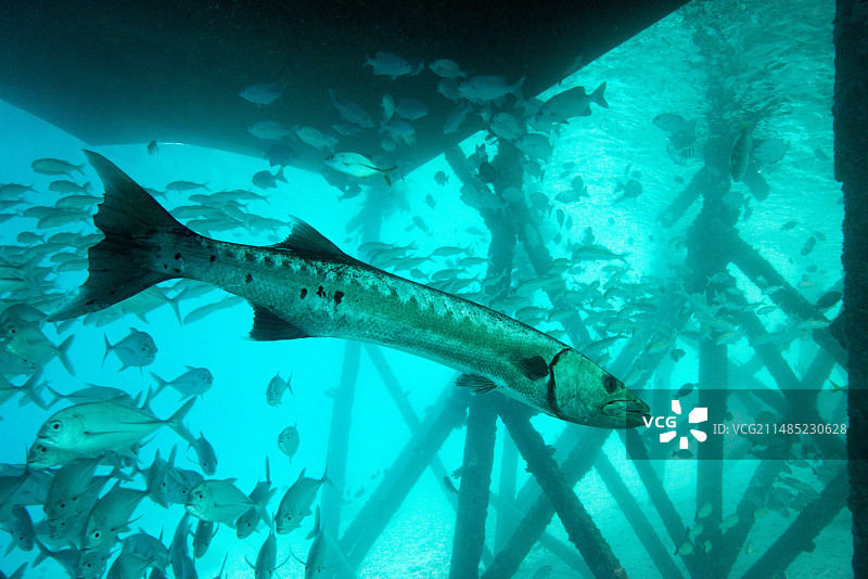 大梭鱼图片素材