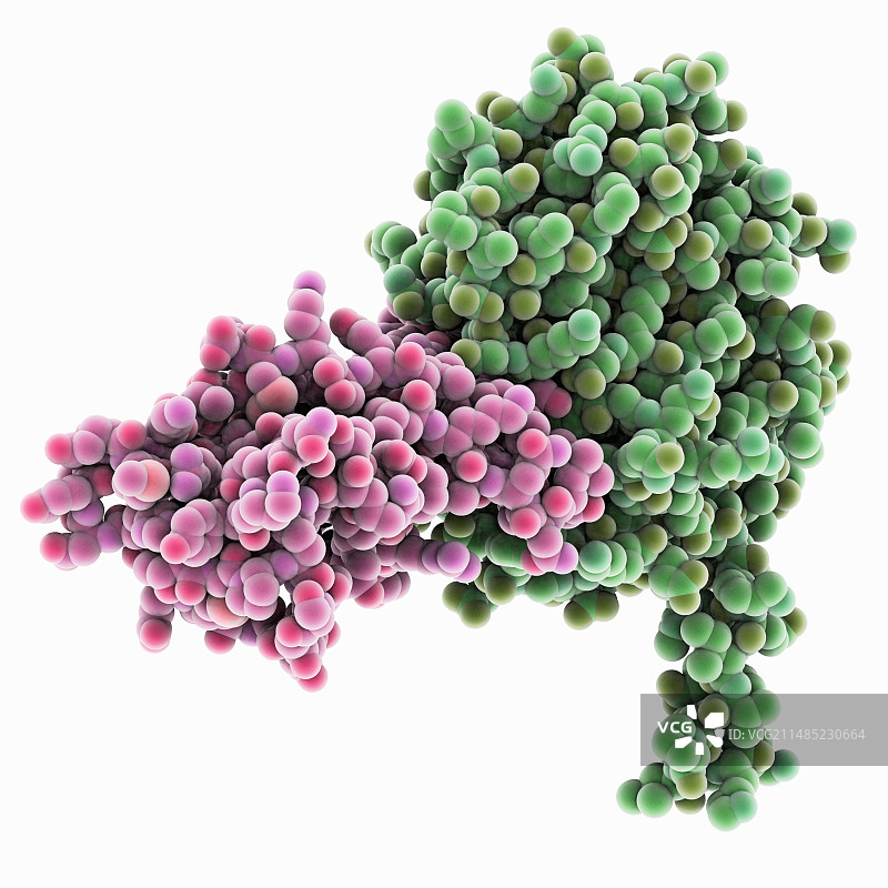 FP2疟疾蛋白酶复合物图片素材