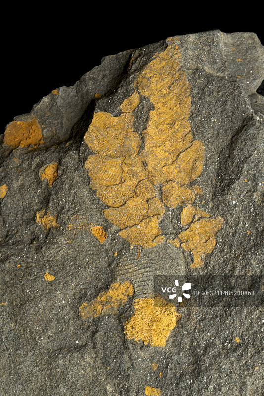 装甲蠕虫图片素材