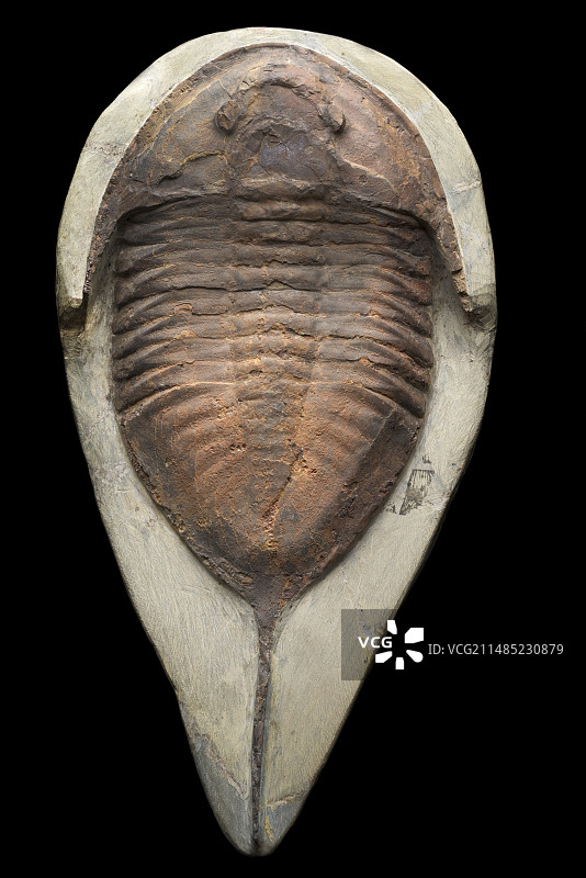 大型奥陶纪三叶虫化石图片素材