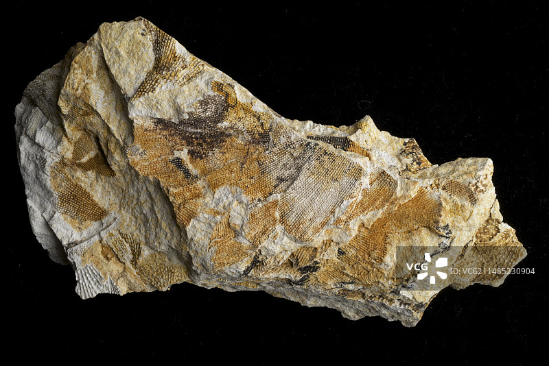 二叠纪苔藓虫图片素材