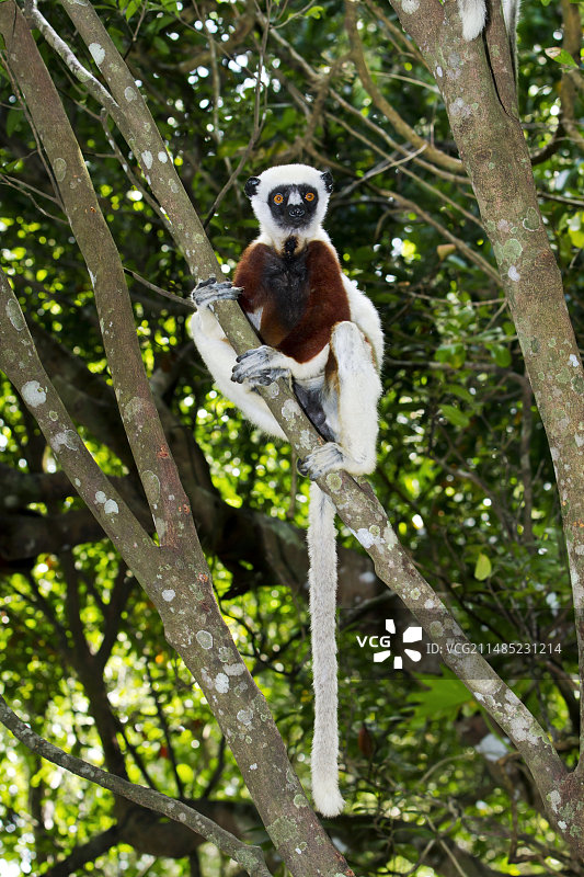 柯克雷尔冕狐猴图片素材