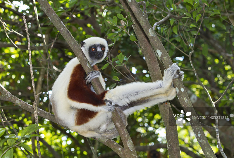 柯克雷尔冕狐猴图片素材