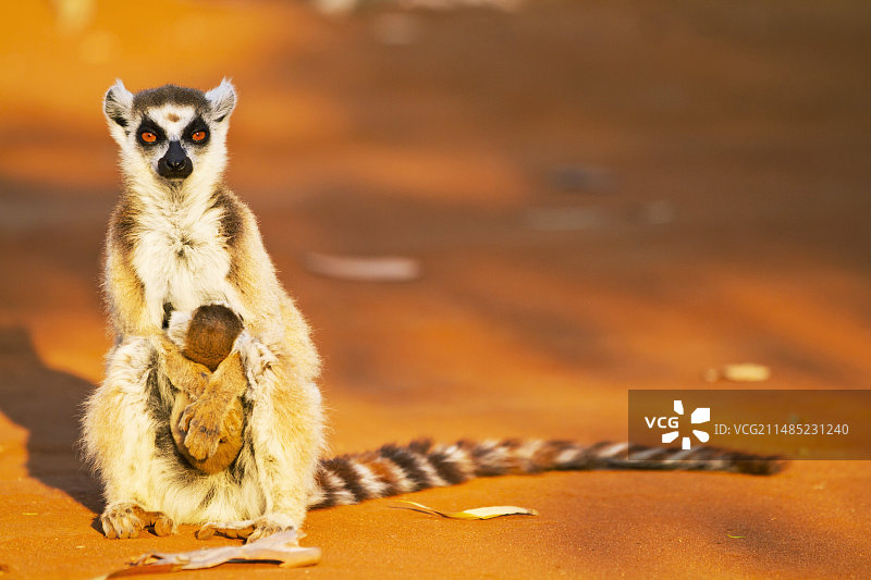 环尾狐猴图片素材