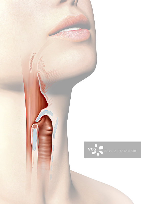 人体咽喉解剖结构图片素材