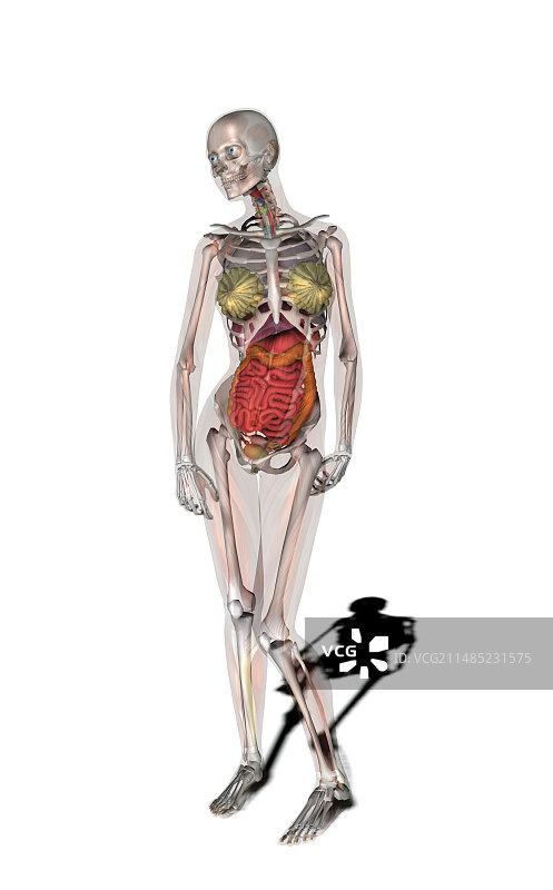 女性解剖、艺术图片素材