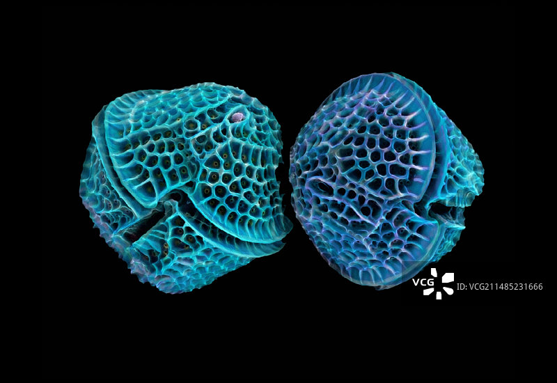 硅藻扫描电镜图图片素材