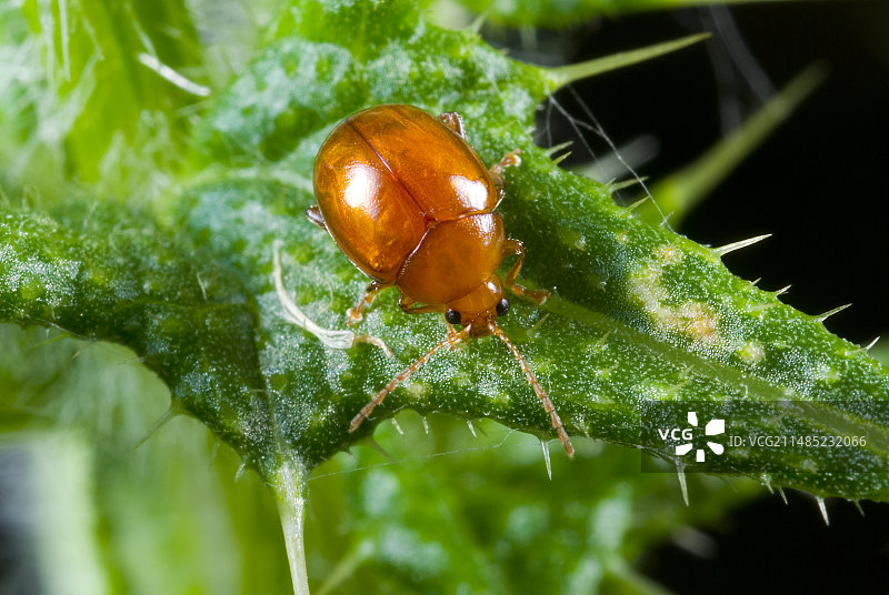 蓟上的跳甲图片素材