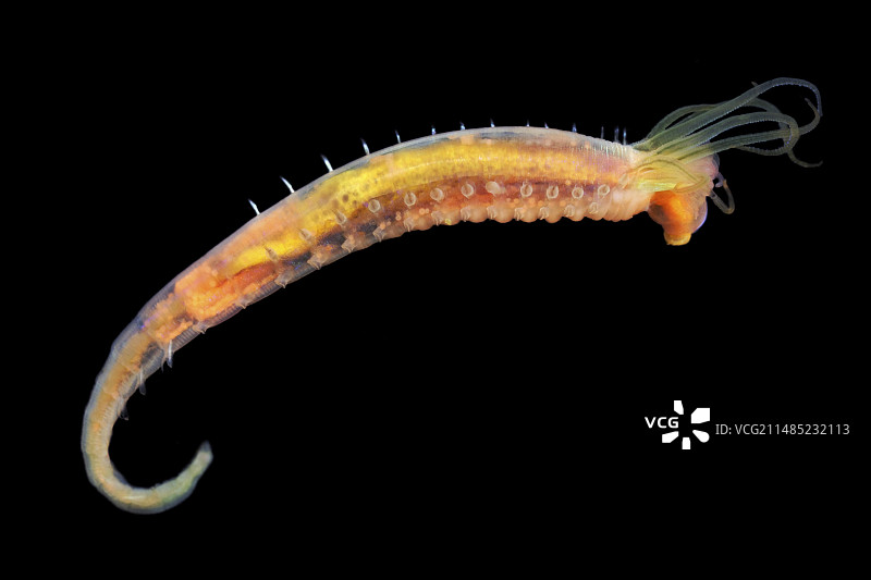 海生蠕虫图片素材