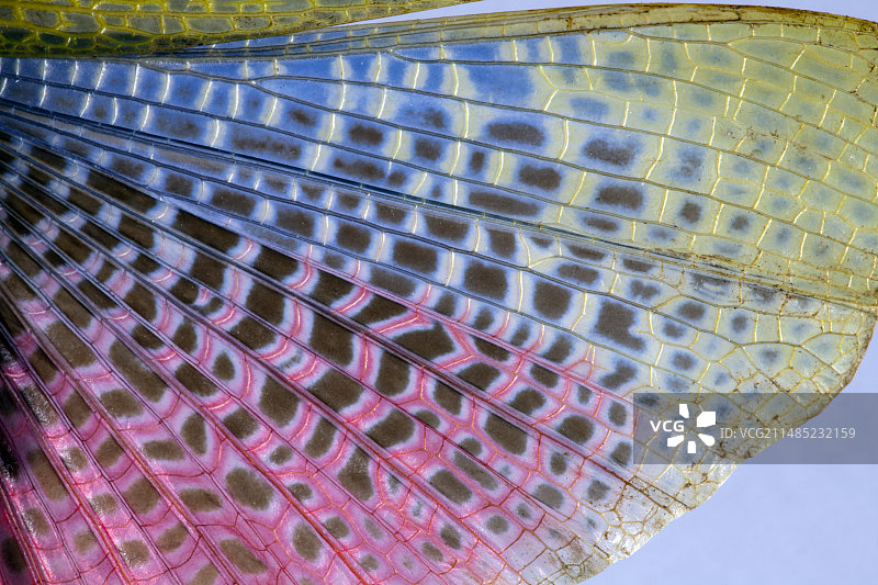 绿色马利筋蝗虫翅膀图片素材