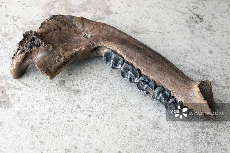 已灭绝的犀牛下颚化石图片素材