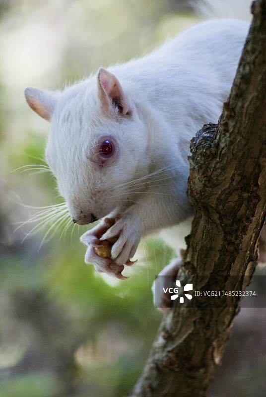 开普敦树上的白化松鼠图片素材
