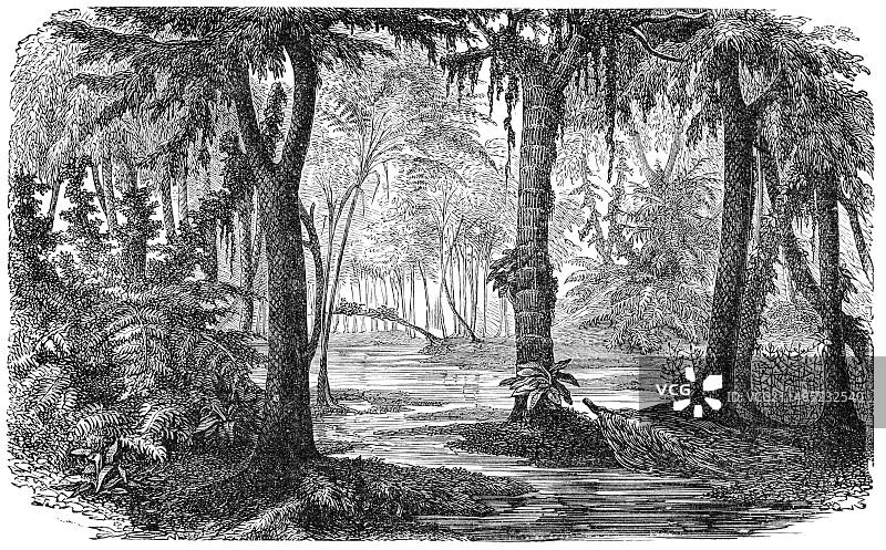 石炭纪沼泽，艺术作品图片素材