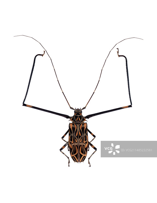 小丑甲虫图片素材