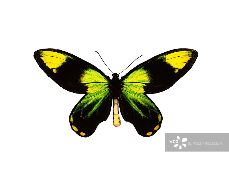 维多利亚女王鸟翼凤蝶图片素材