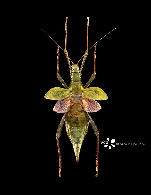 马来西亚丛林若虫图片素材