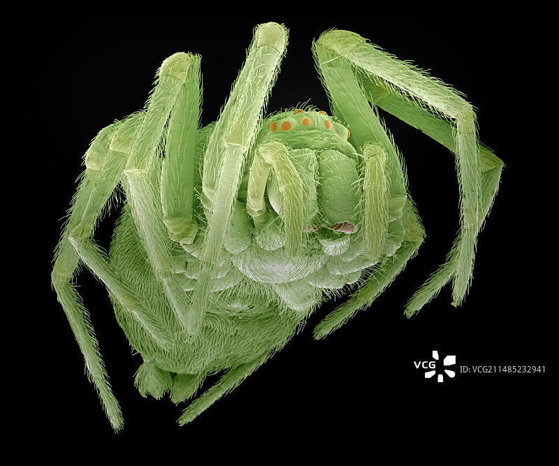 蜘蛛扫描电镜图图片素材