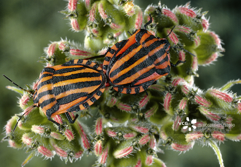 条纹盾虫交配图片素材