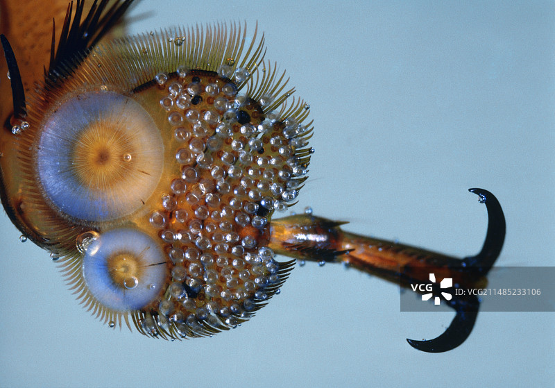 雄性大龙虱的前腿图片素材