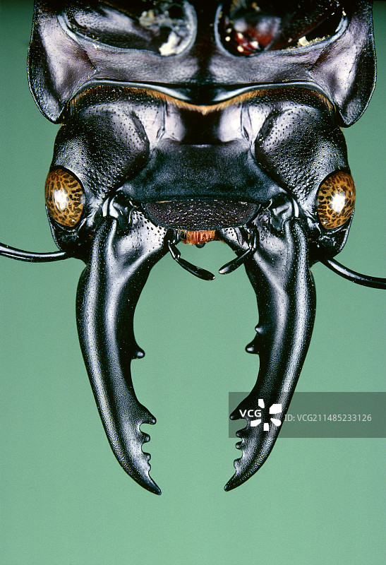 非洲锹甲头部图片素材