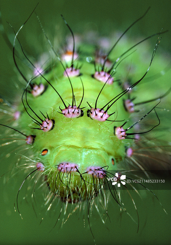 小型皇蛾毛毛虫图片素材