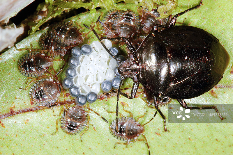 半翅目昆虫繁殖图片素材