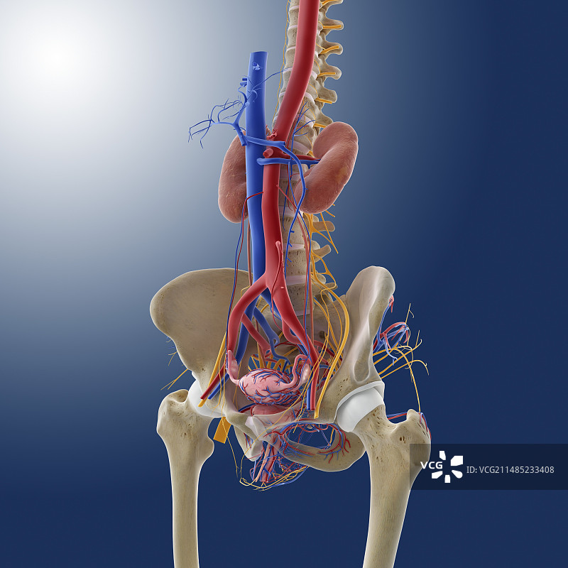女性生殖系统，艺术作品图片素材