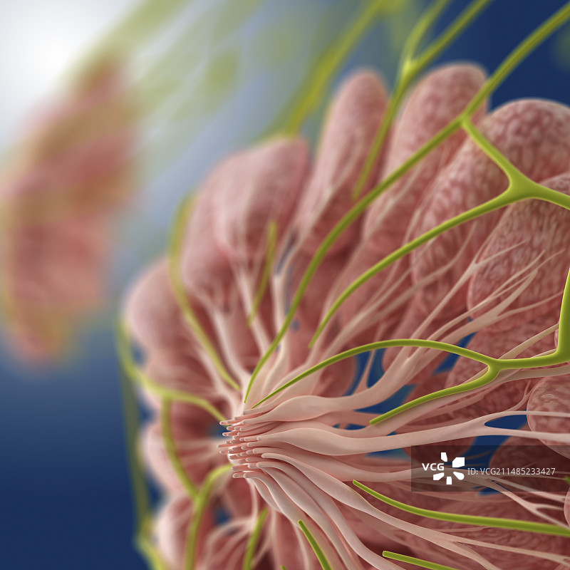 乳房解剖图图片素材