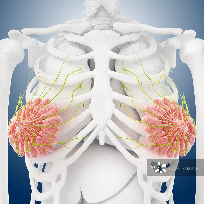 乳房解剖图图片素材