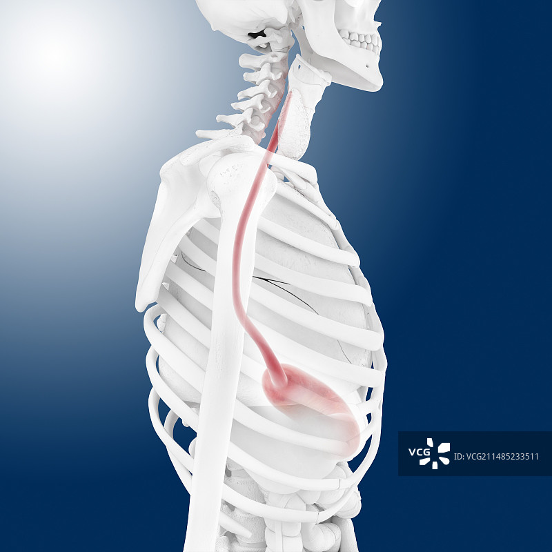 食道艺术图图片素材