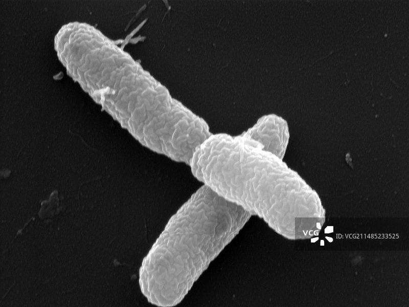 洋葱伯克霍尔德菌图片素材