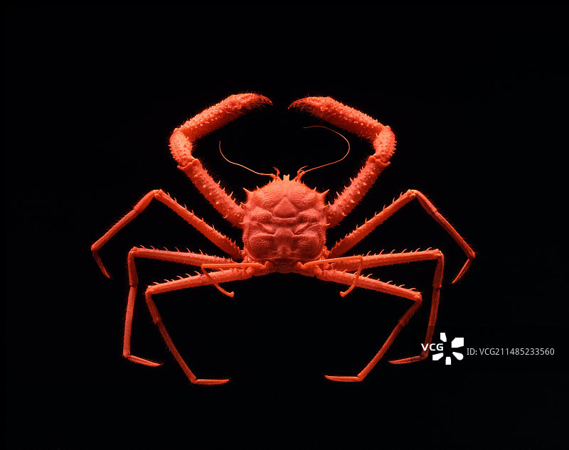 背东西的螃蟹图片素材