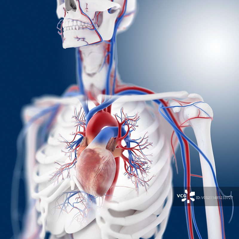 心血管系统、艺术品图片素材