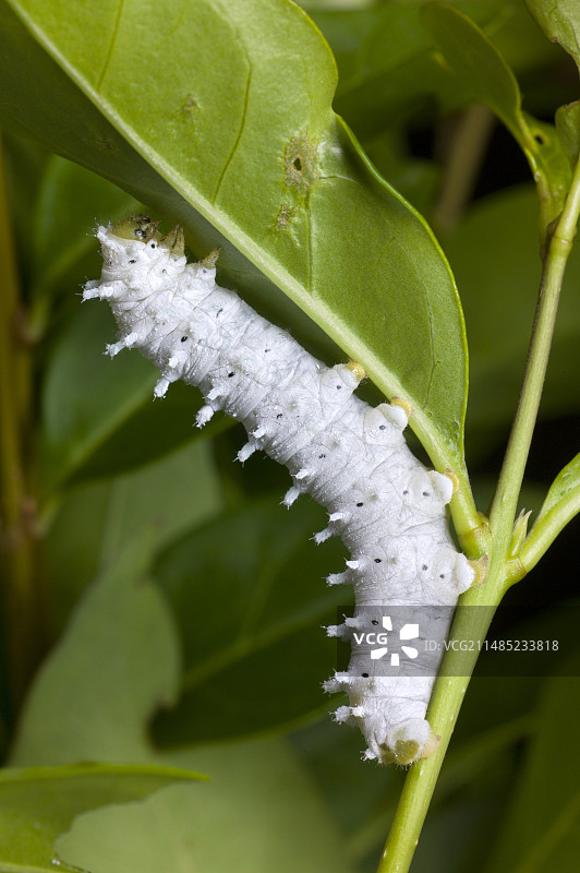 中国柞蚕四龄幼虫图片素材