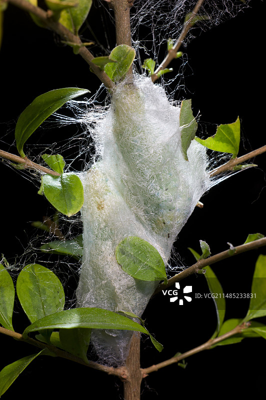 中国柞蚕茧图片素材