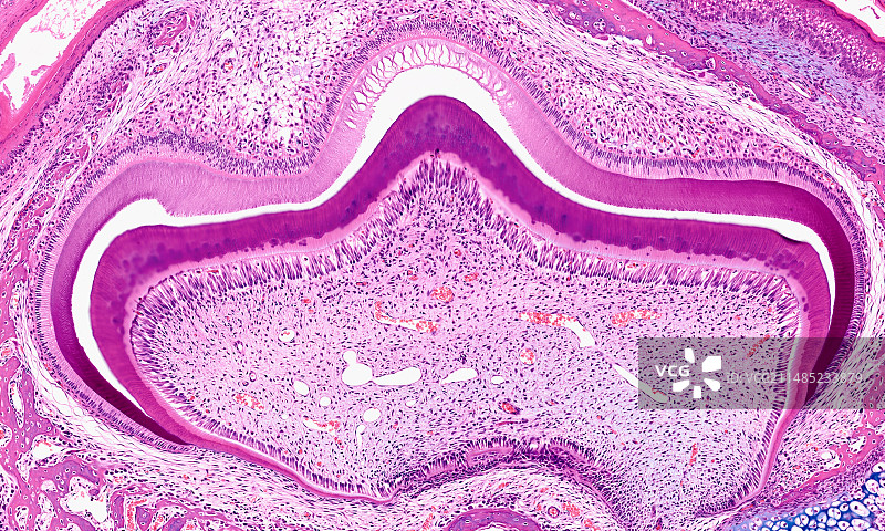 胎儿牙齿显微照片图片素材