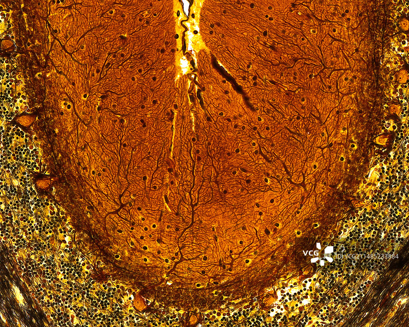 小脑组织显微照片图片素材