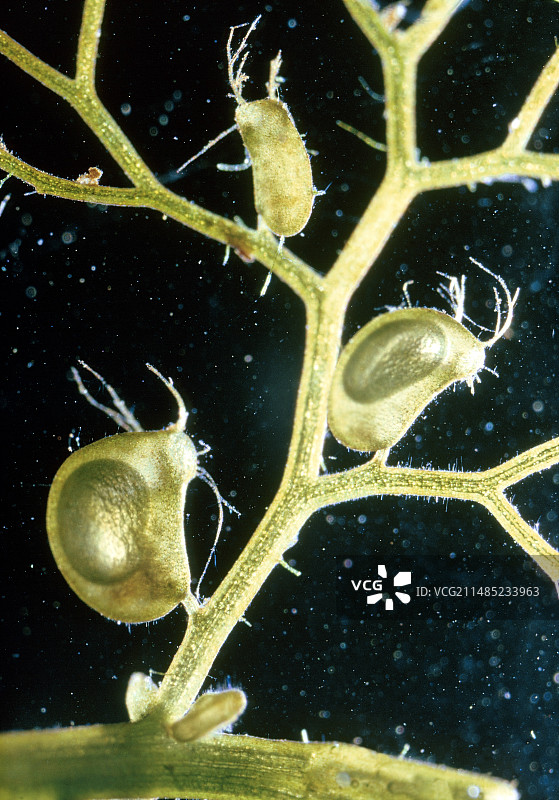 大狸藻图片素材