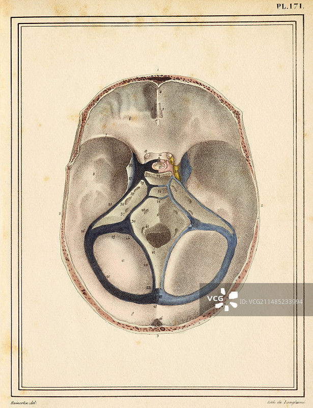 1825年大脑窦画作图片素材
