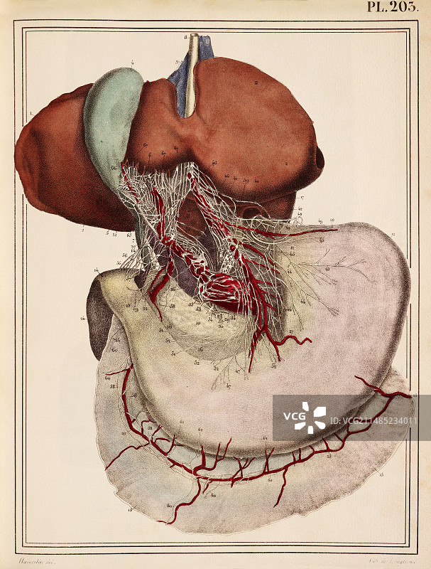 1825年猪肝和胃神经医学插画图片素材