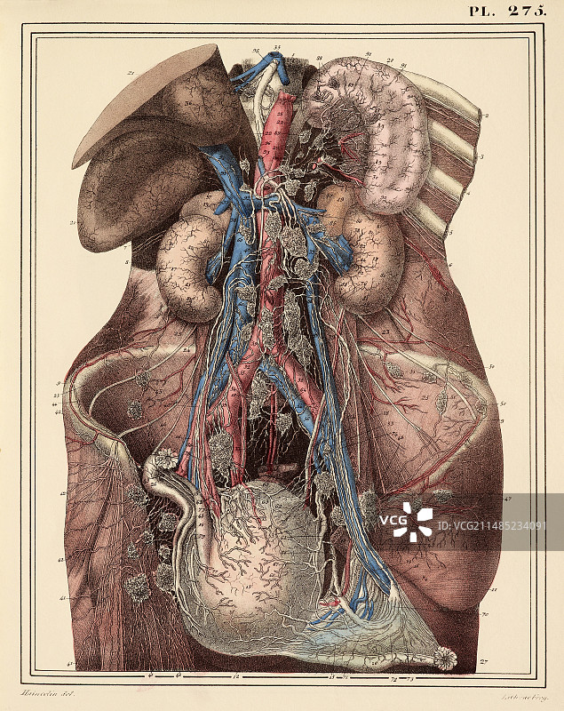 腹部淋巴管，1825年画作图片素材