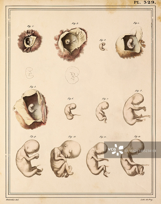 1825年胎儿发育阶段图图片素材