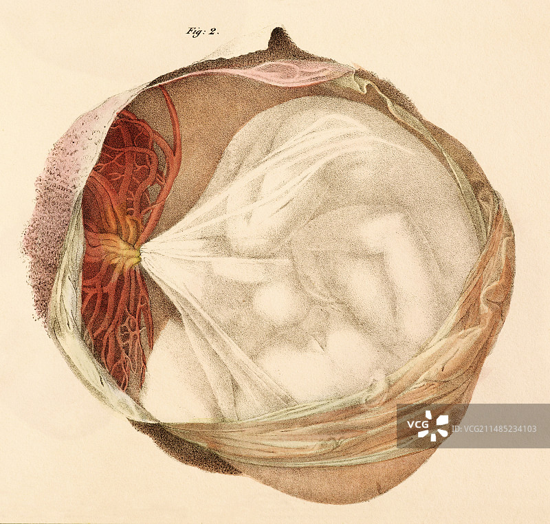五个月大的胎儿，1825年画作图片素材