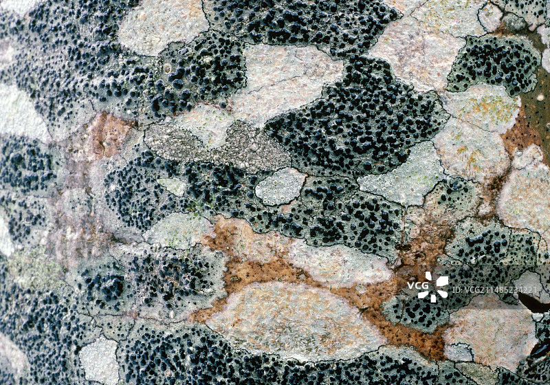 生长在白蜡树上的地衣图片素材