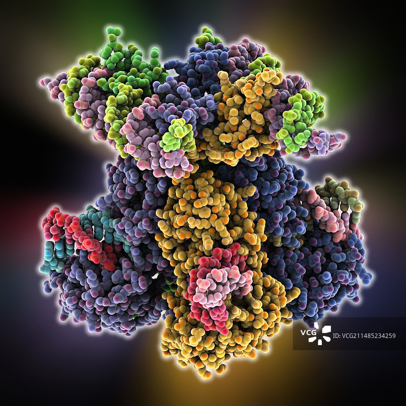 噬菌体DNA重组图片素材