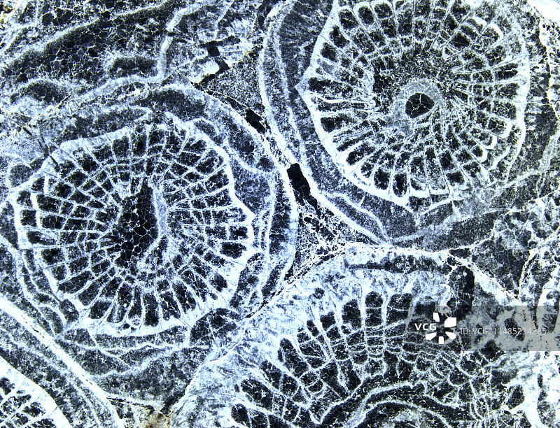 石炭纪的珊瑚化石，LM图片素材