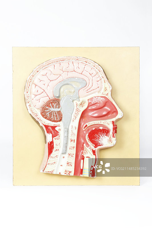 历史人头解剖模型图片素材