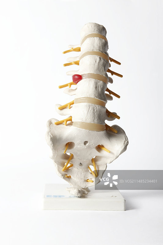 人类脊柱解剖模型图片素材