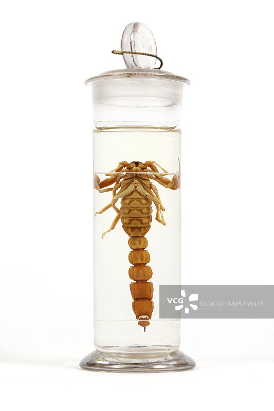 19世纪防腐处理的蝎子图片素材