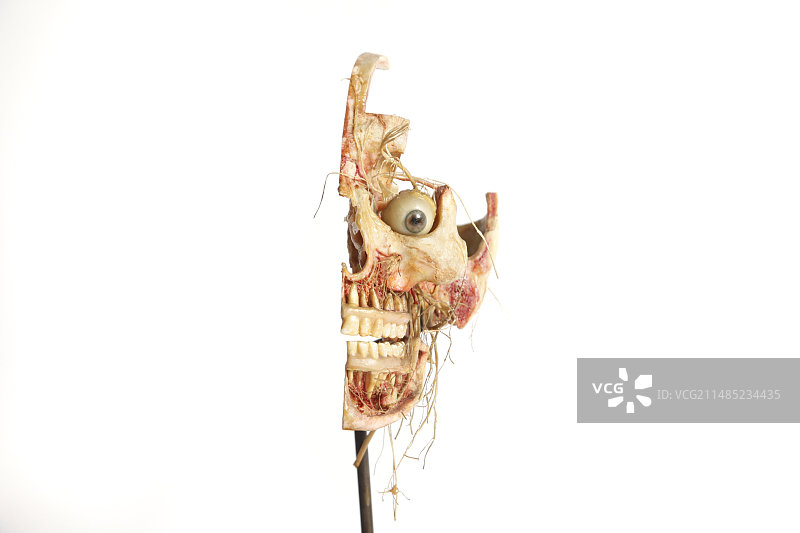 19世纪人体头部解剖展示图片素材